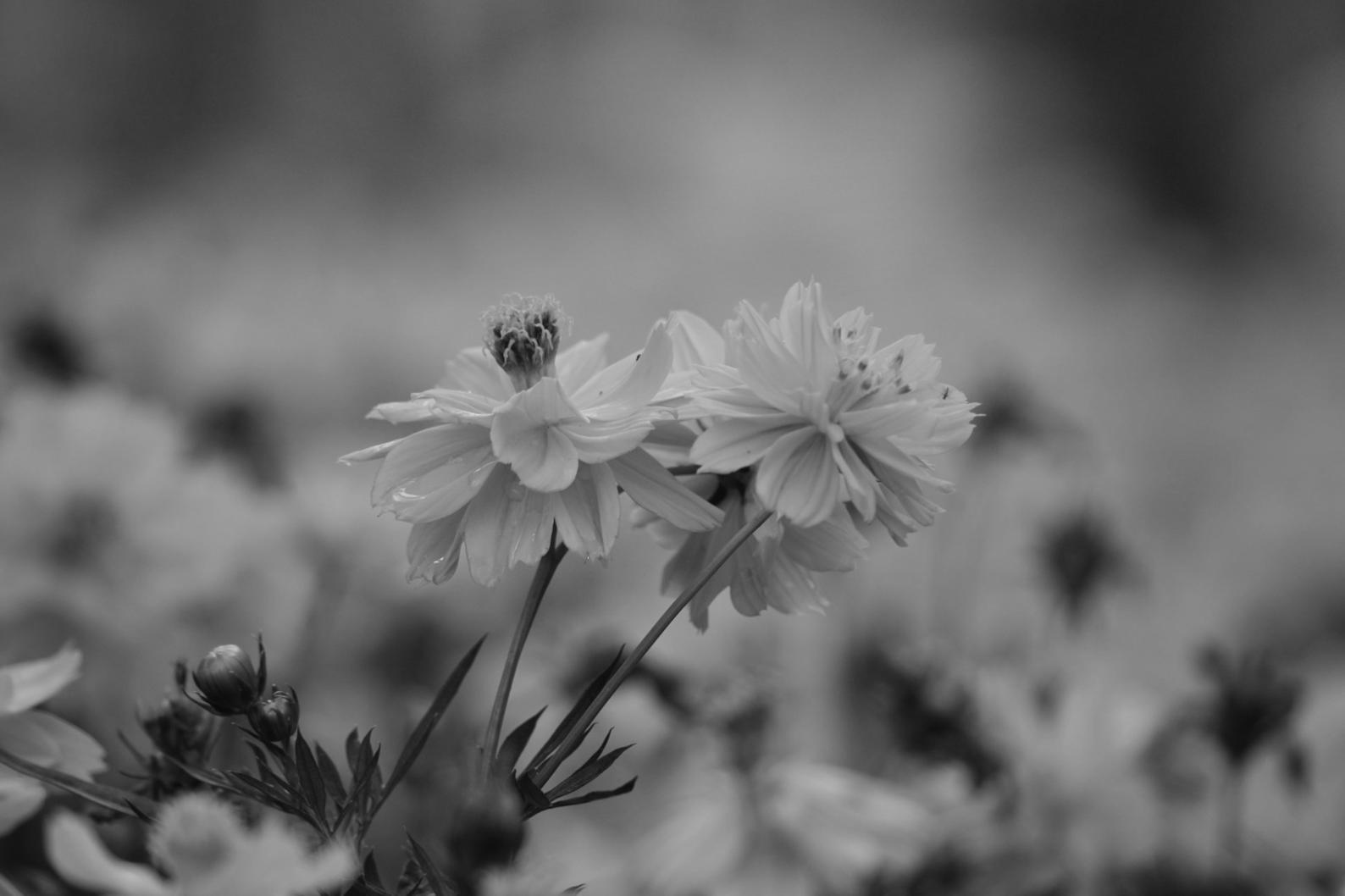 Beautiful floral arrangement demonstrating our attention to detail and artistic vision